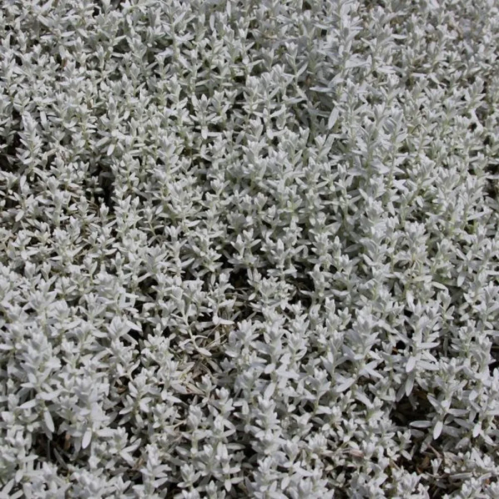 Silverarv Cerastium biebersteinii, vit