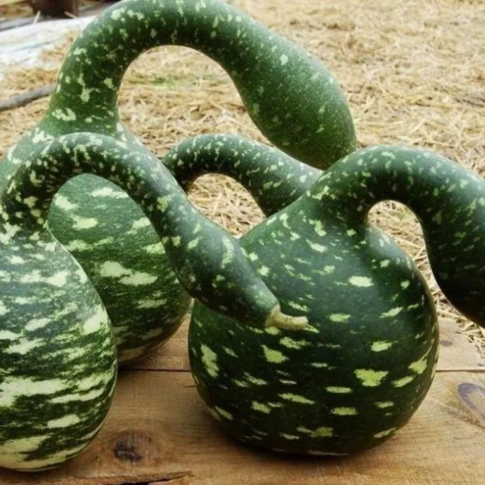 Flaskkalebass 'Dipper'