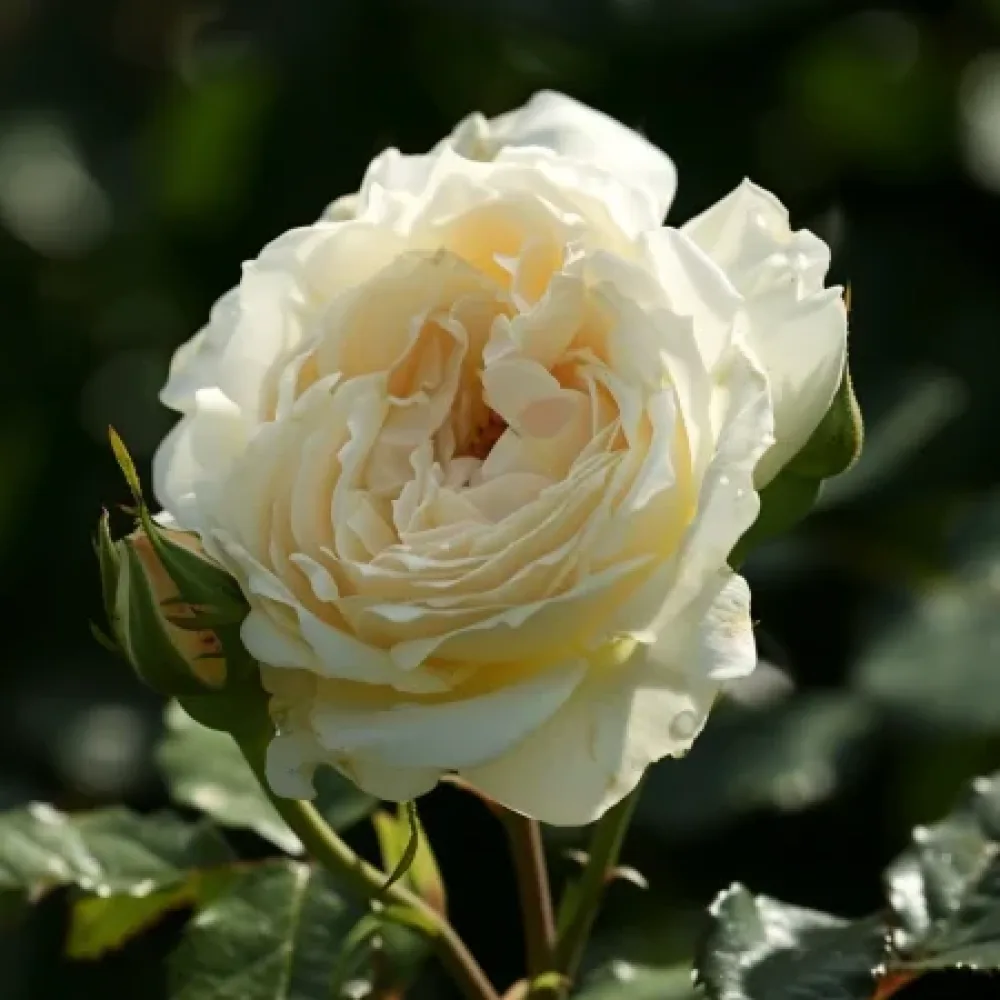 Ros 'Vanilla Dream' – barrotad