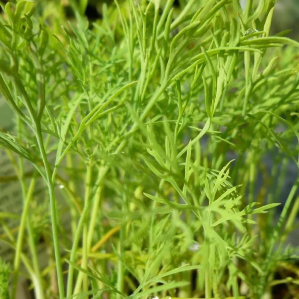 Dill 'Dark'