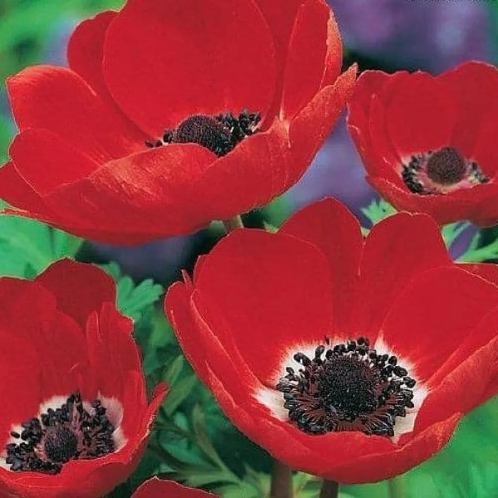 Anemon 'Coronaria Hollandia'