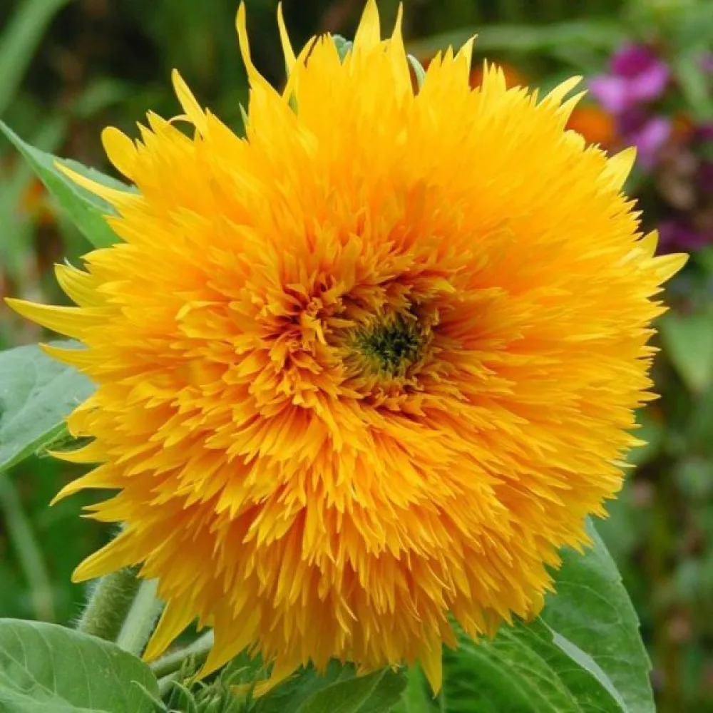 Solros 'Orange Sun'