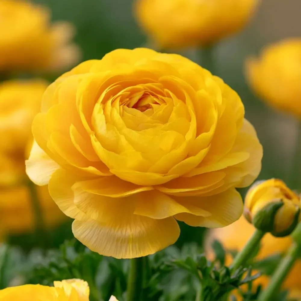 Ranunkel 'Yellow Tomer'
