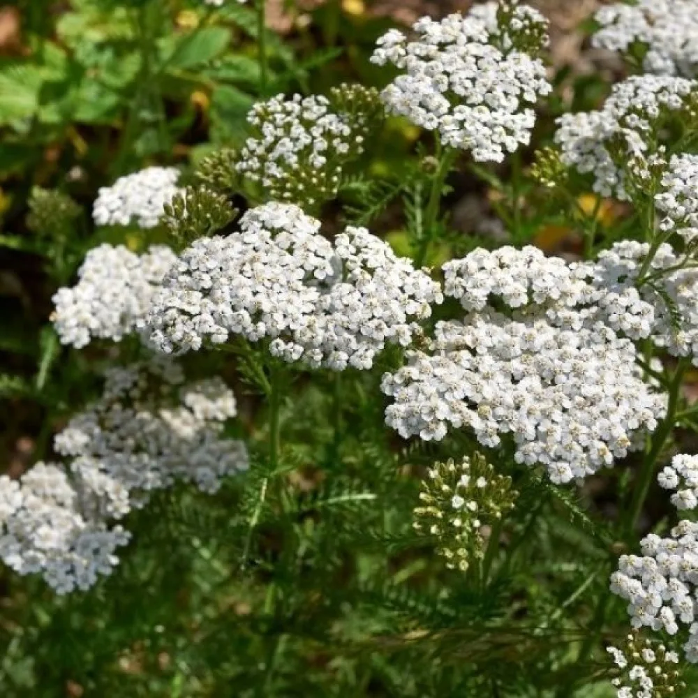 Röllika Achillea millefolium