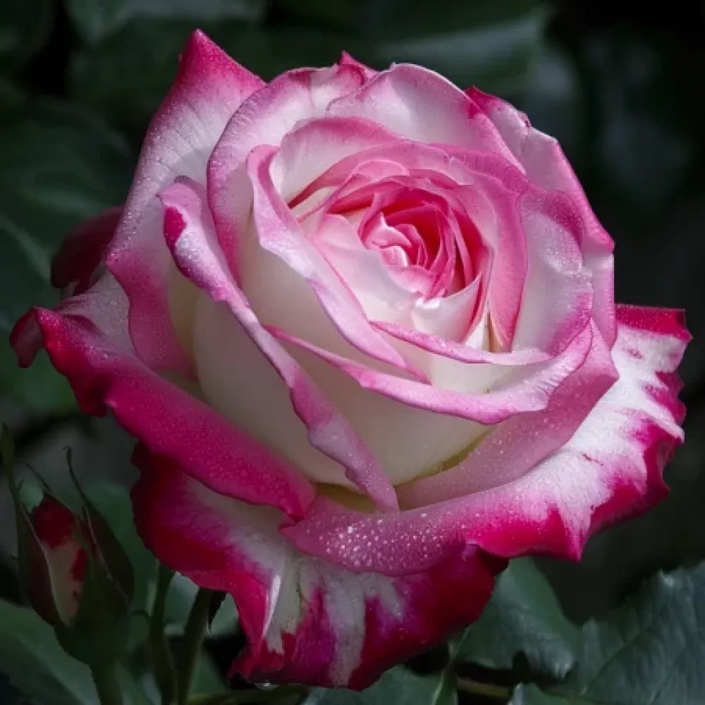 Ros 'Heavens Flower' – barrotad