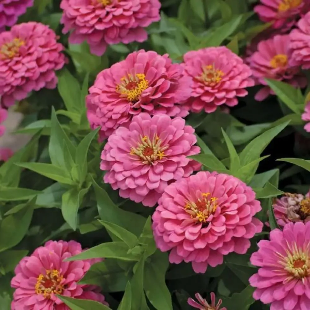 Zinnia 'Super Yoga'