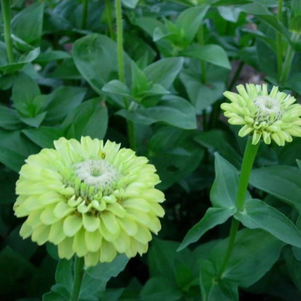 Zinnia 'Envy'