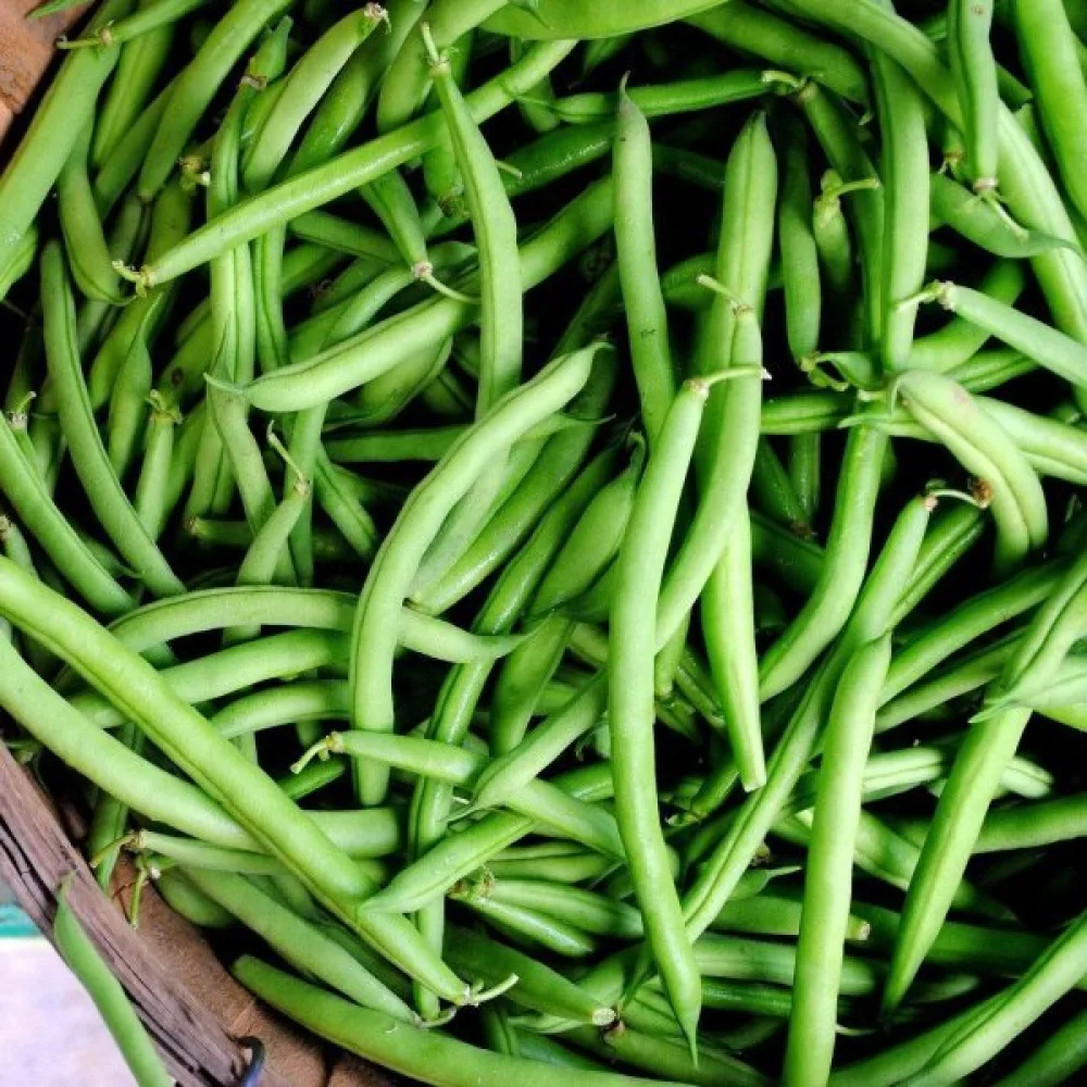 Trädgårdsböna 'Tendergreen'