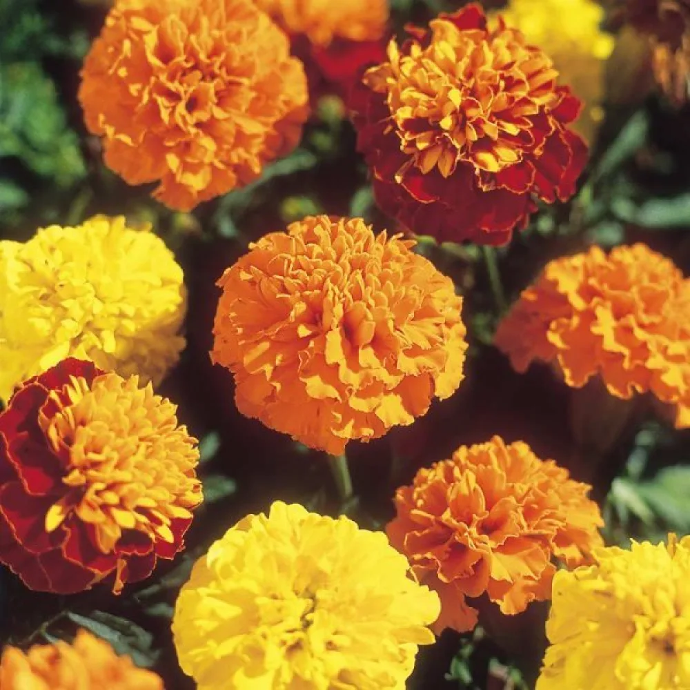 Fransk tagetes O'Boy (blandning)
