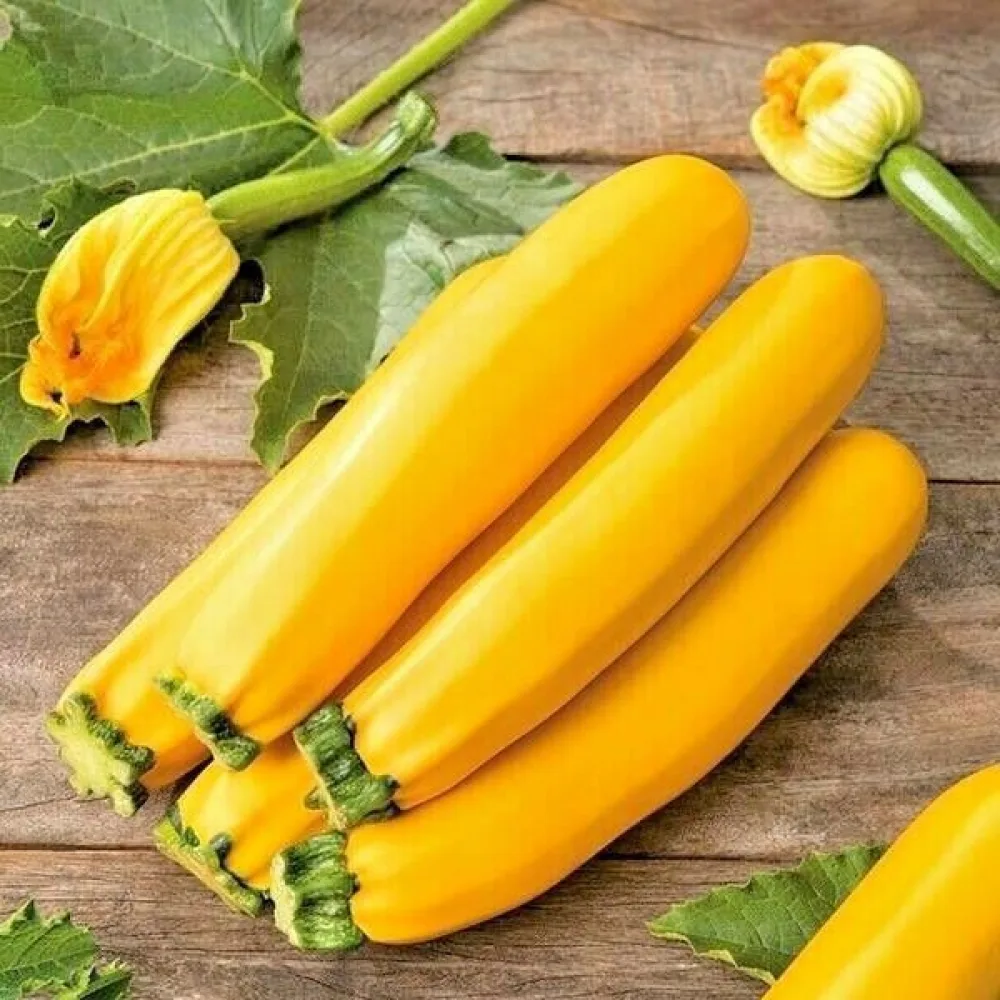Zucchini 'Atena Polka F1'