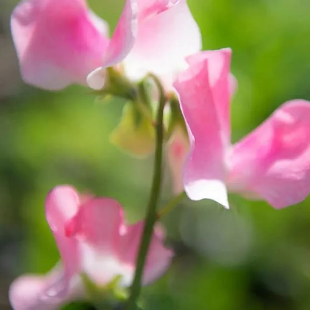 Luktärt 'Spencer' – rosa