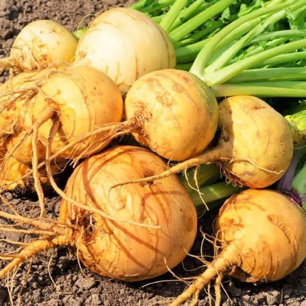 Rova 'Golden Ball'
