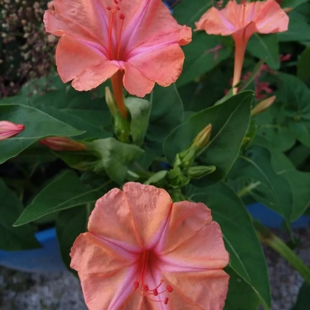 Underblomma – laxrosa