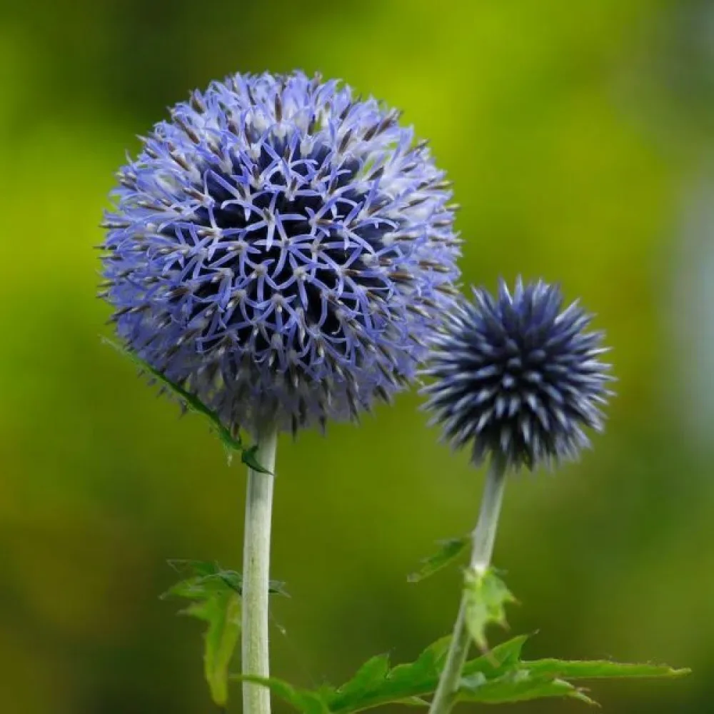 Bolltistel Echinops bannaticus, blå