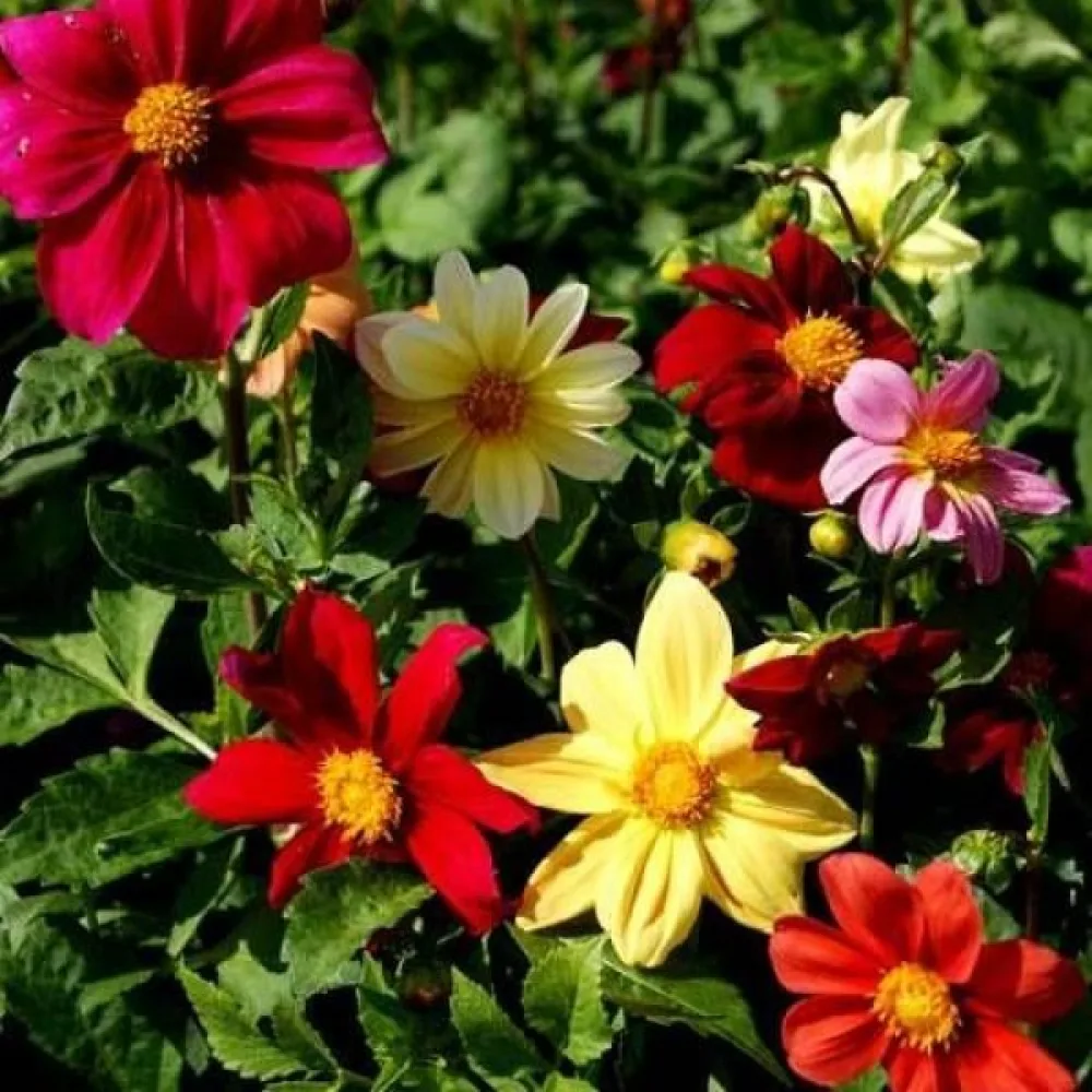 Lågväxande dahlia 'Coltness' – blandning