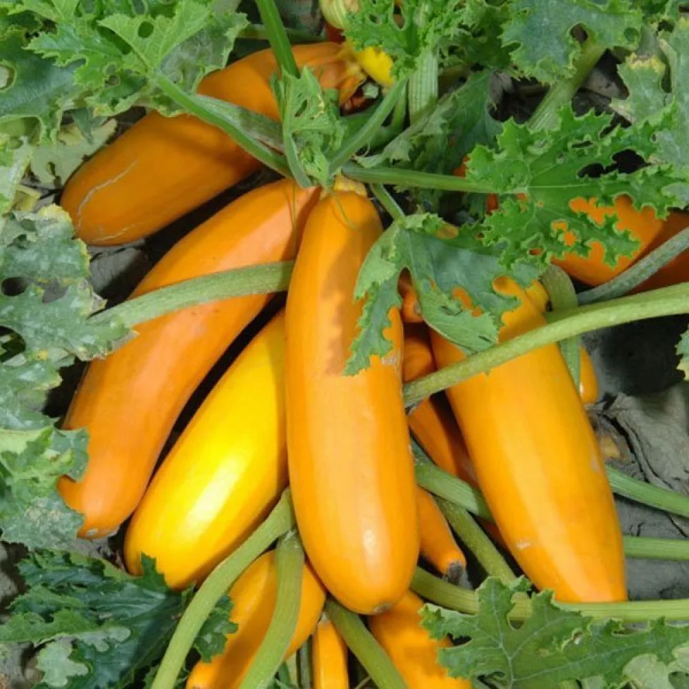 Zucchini 'Atena Polka F1'