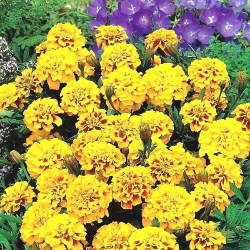 Fransk tagetes 'Double Goldie'