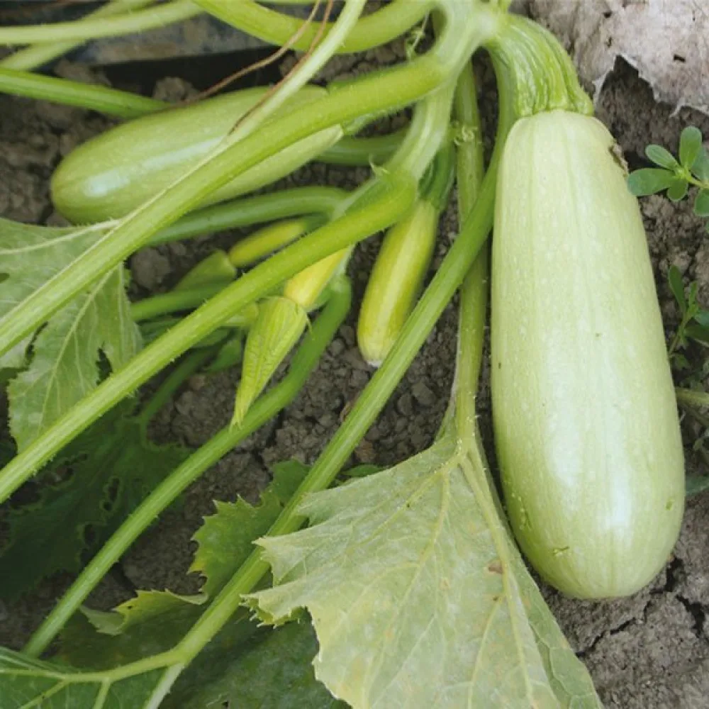 Zucchini 'Greta F1'
