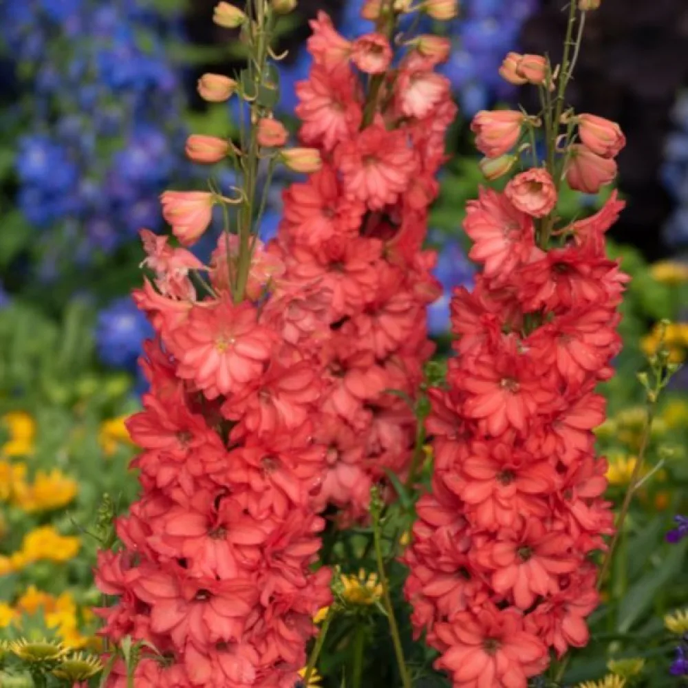 Sommarriddarsporre 'Salmon Beauty' – laxrosa
