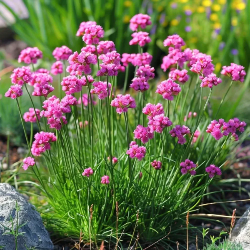 Trift 'Splendens Rose'