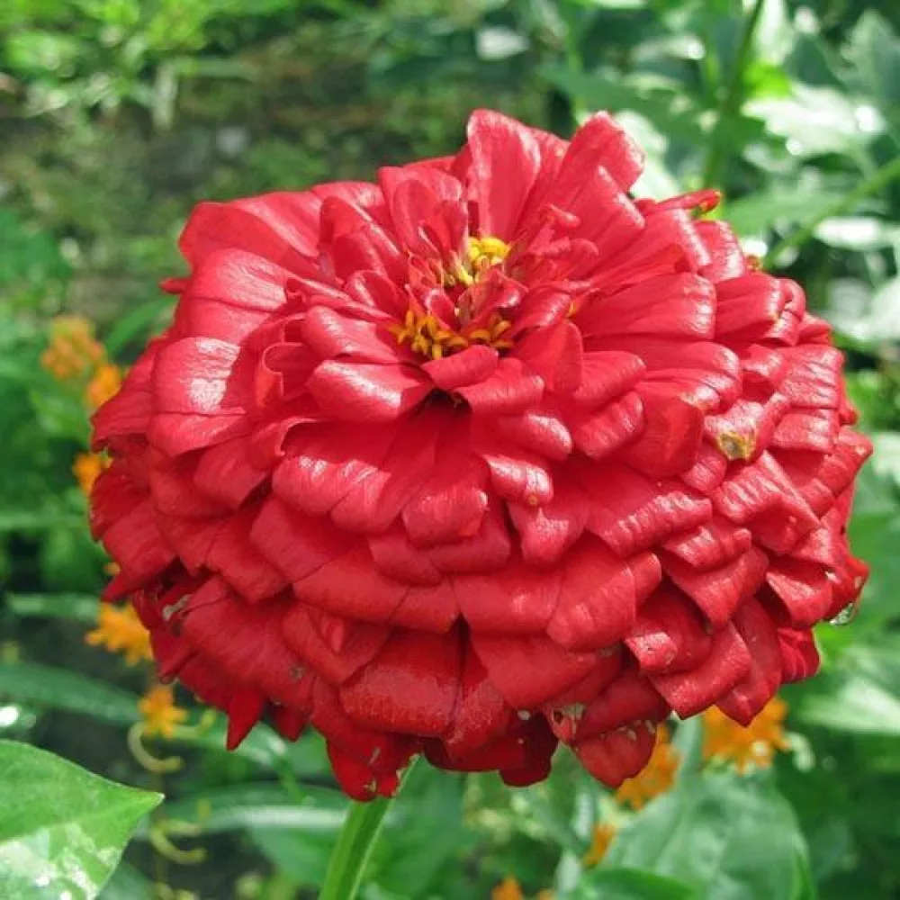Zinnia 'Scarlet Flame'