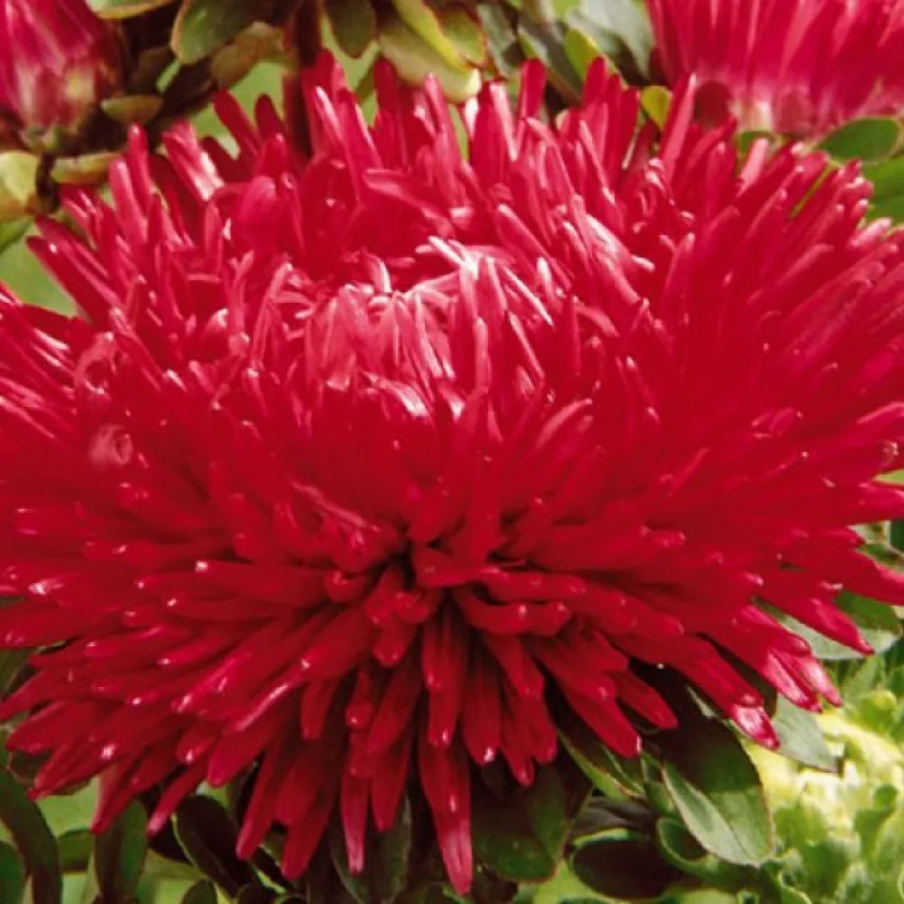 Strålaster 'Karmona'