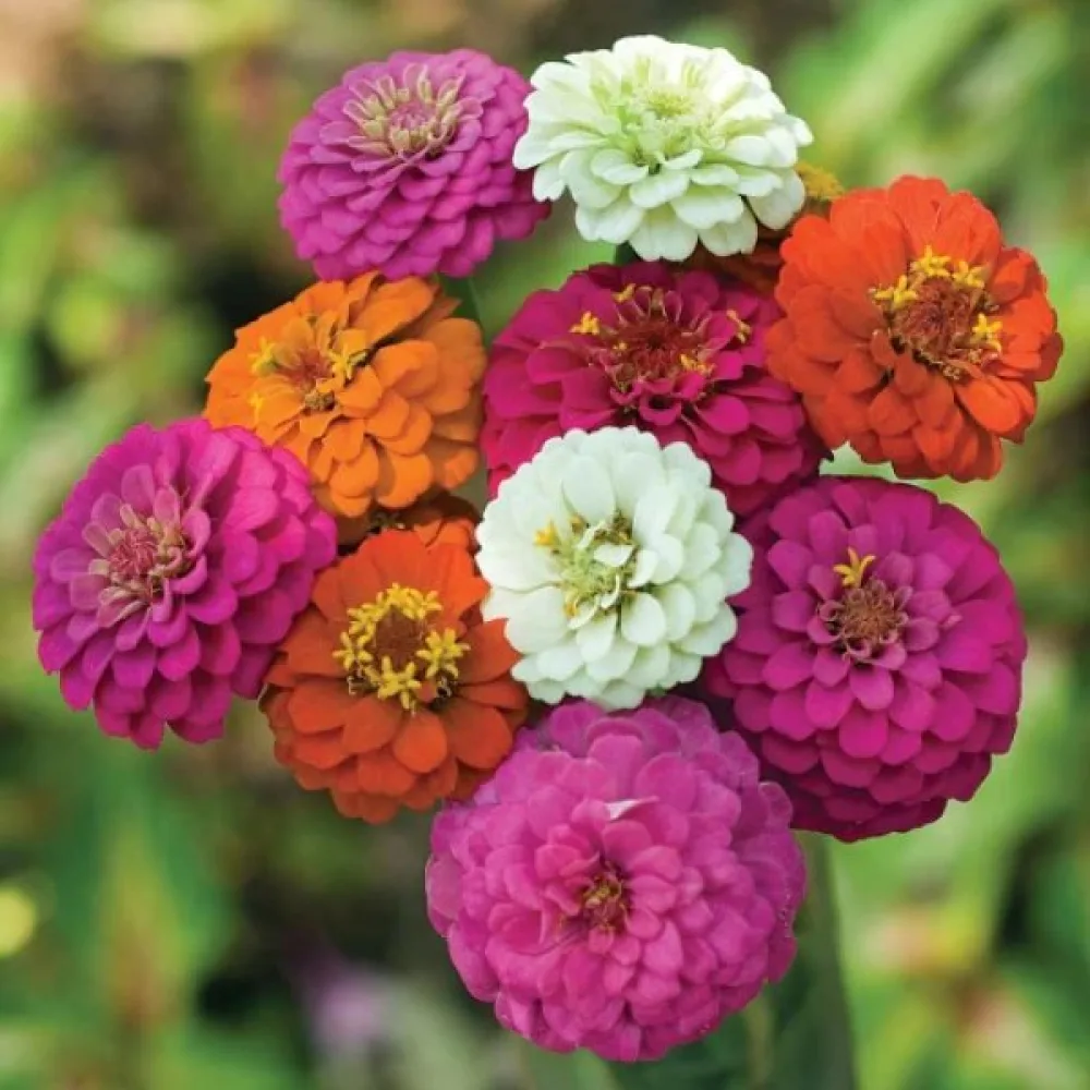 Zinnia 'Pepito' (blandning)