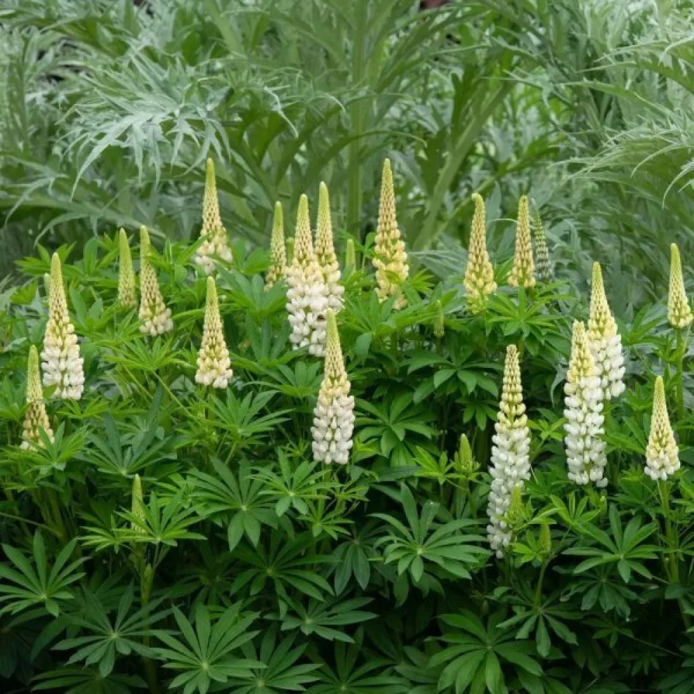 Lupin 'Fraulein' vit
