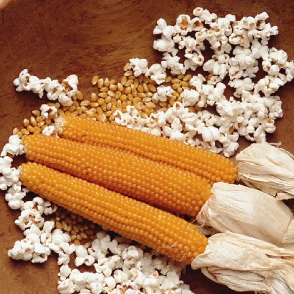 Popcornmajs 'Dobosz'