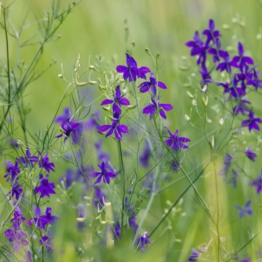 Riddarsporre 'Blue Cloud'