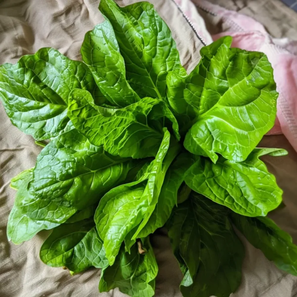 Cikoria 'Spadona' för mikrogrönt