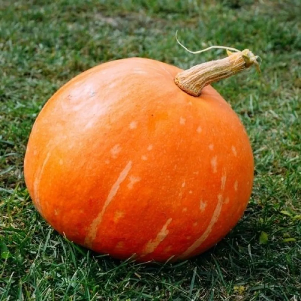 Pumpa 'Karowita Bis'