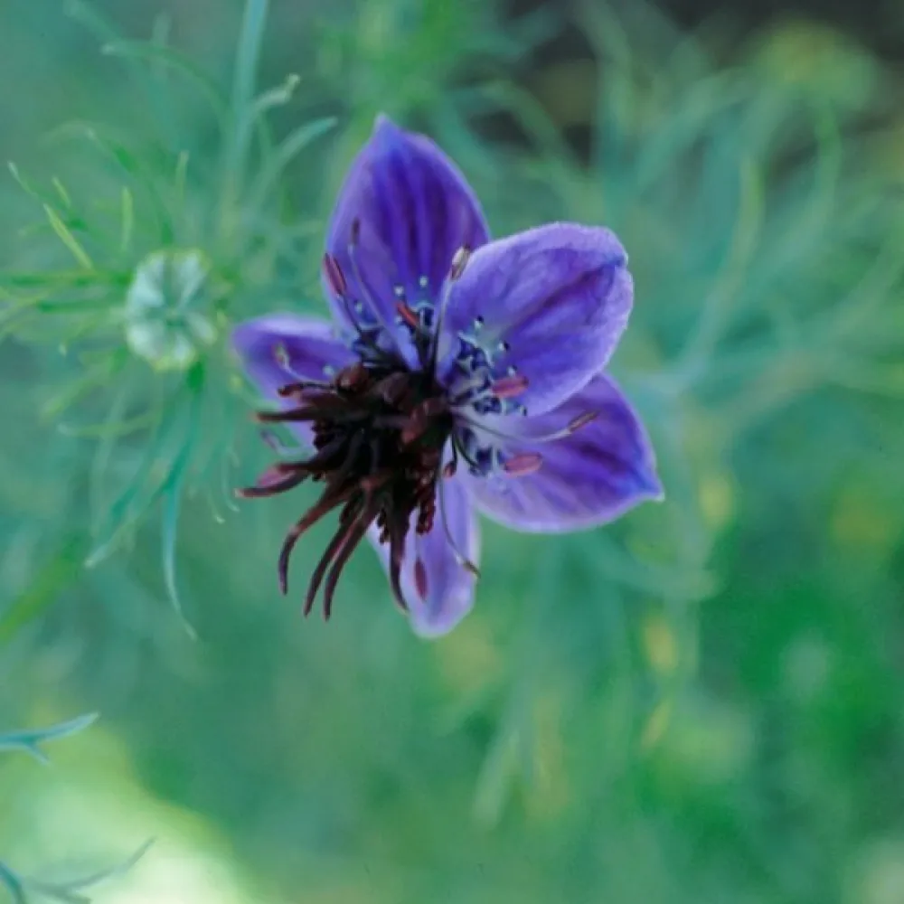 Nigella hispanica – blå