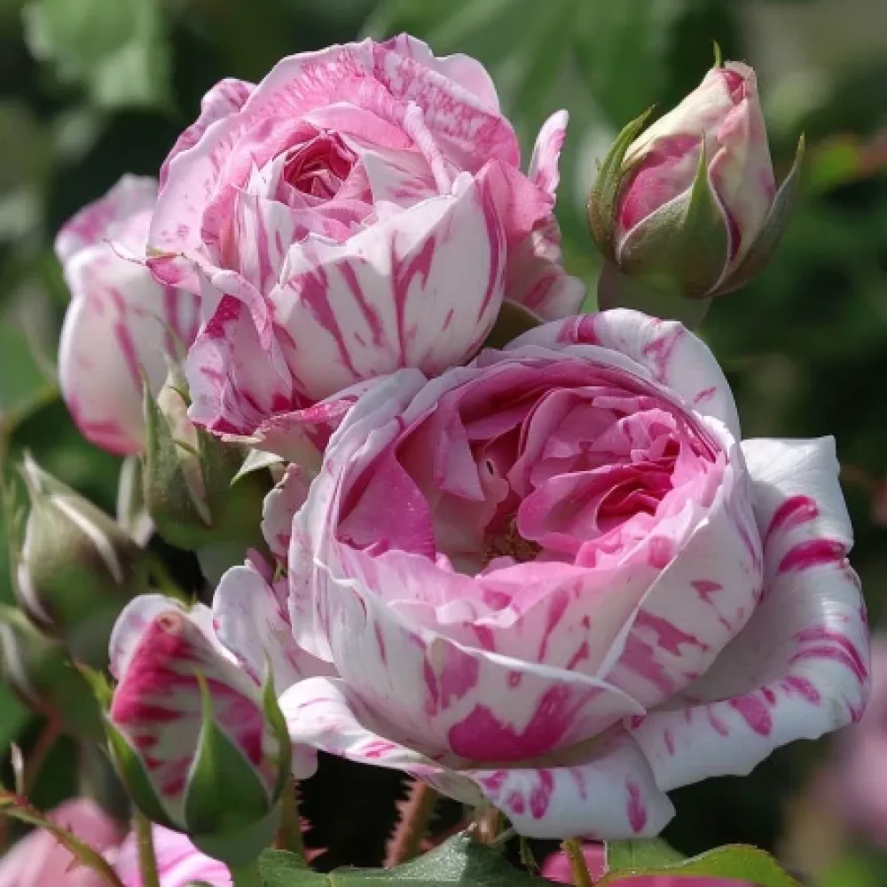 Ros 'Floral Whirl' – barrotad
