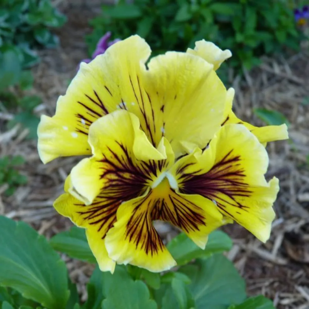 Pensé 'Germania Rococo' (blandning)