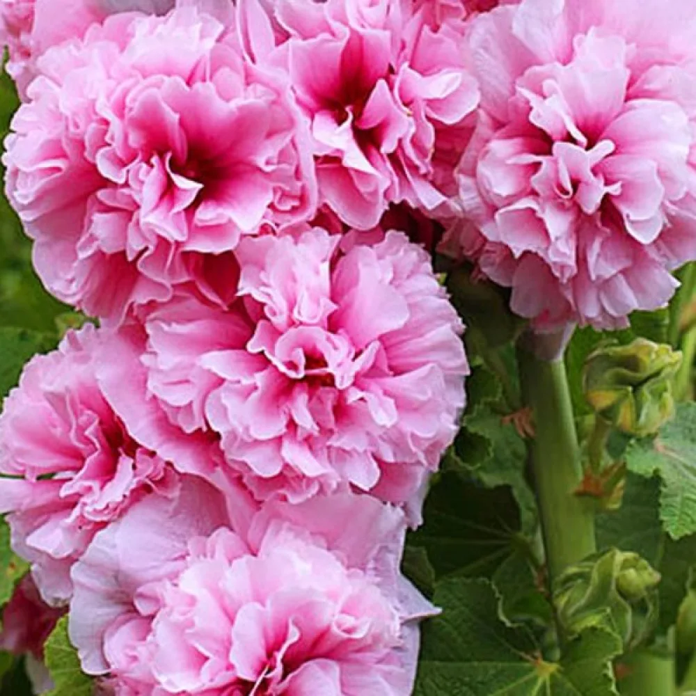 Fylld stockros, rosa