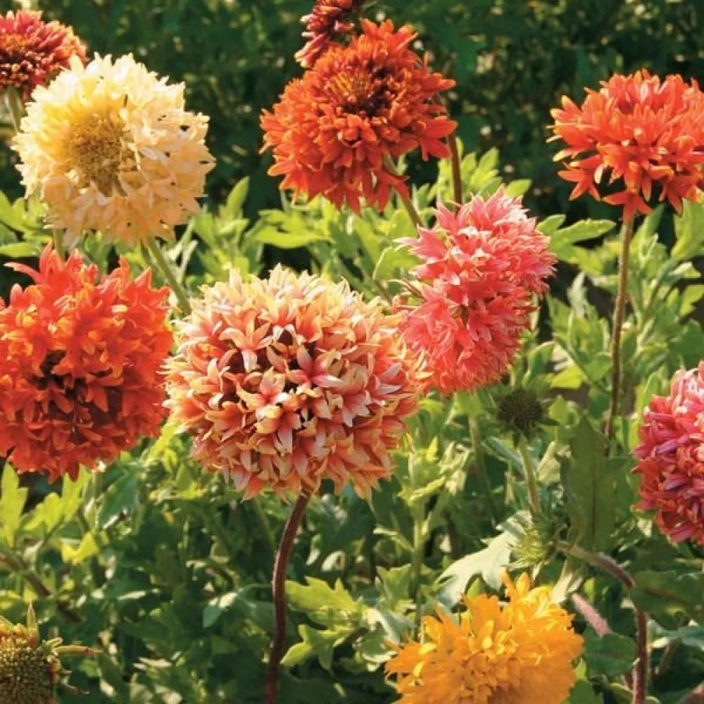 Kokardblomster 'Lorenziana', mix