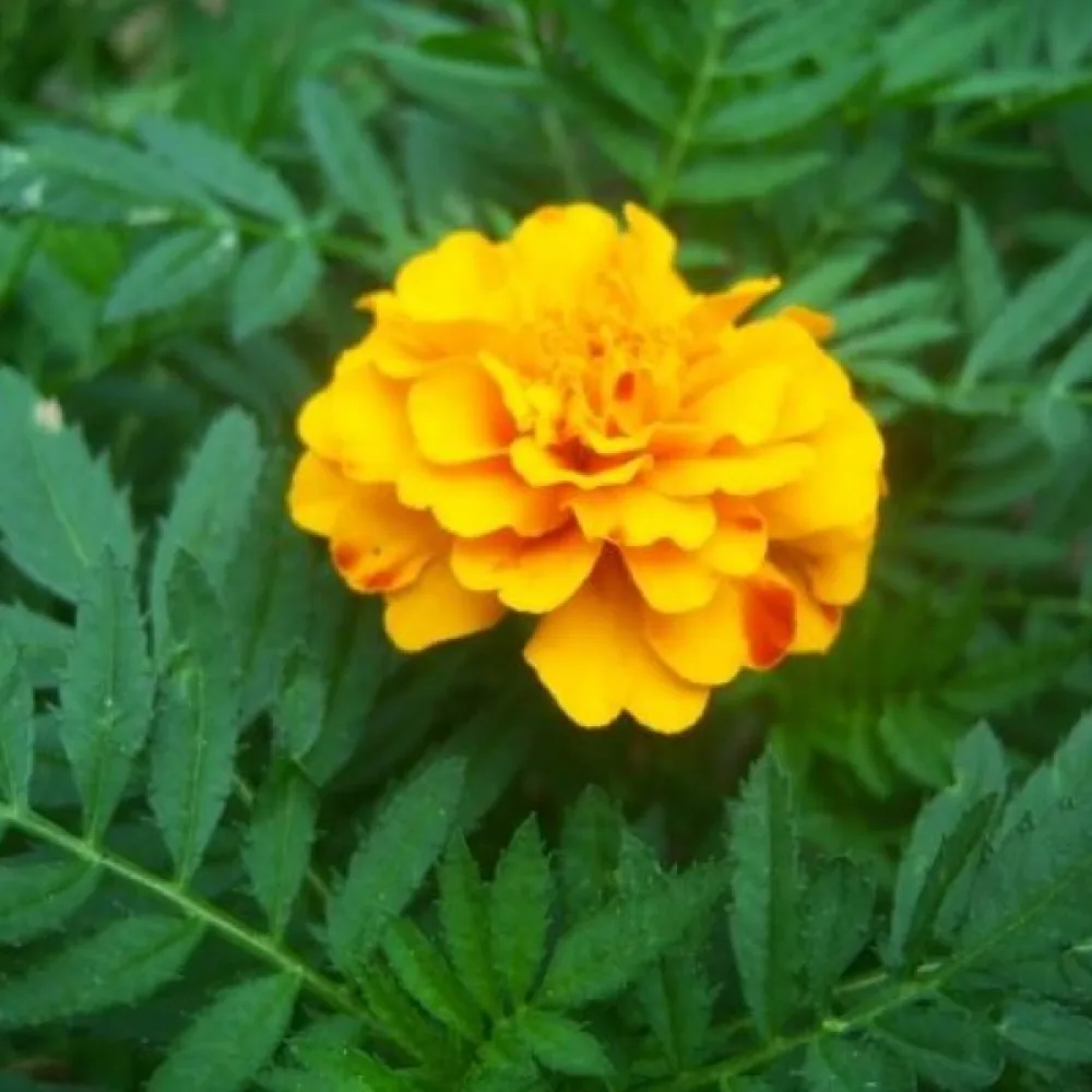 Fransk tagetes 'Double Goldie'