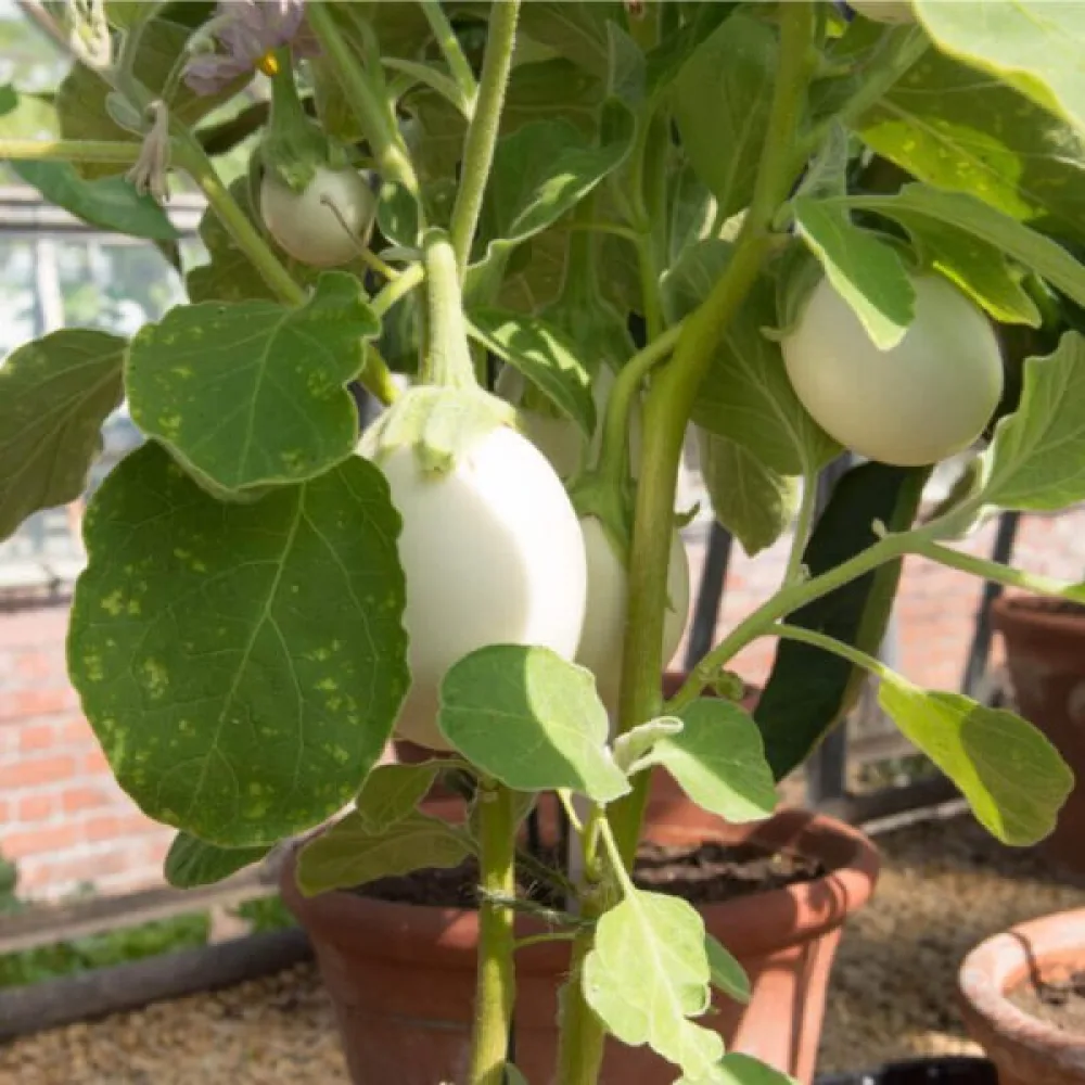 Aubergine 'White Egg'