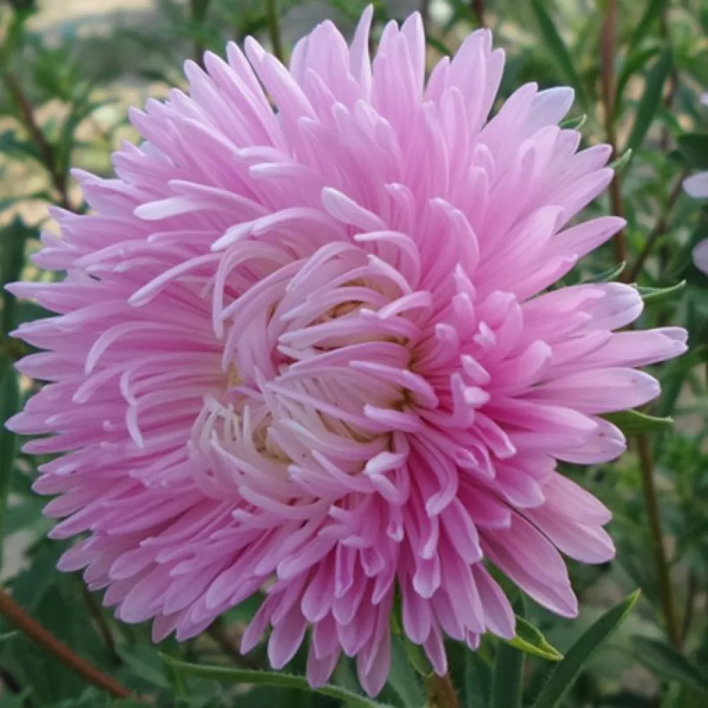 Sommaraster 'Krallen' klarrosa