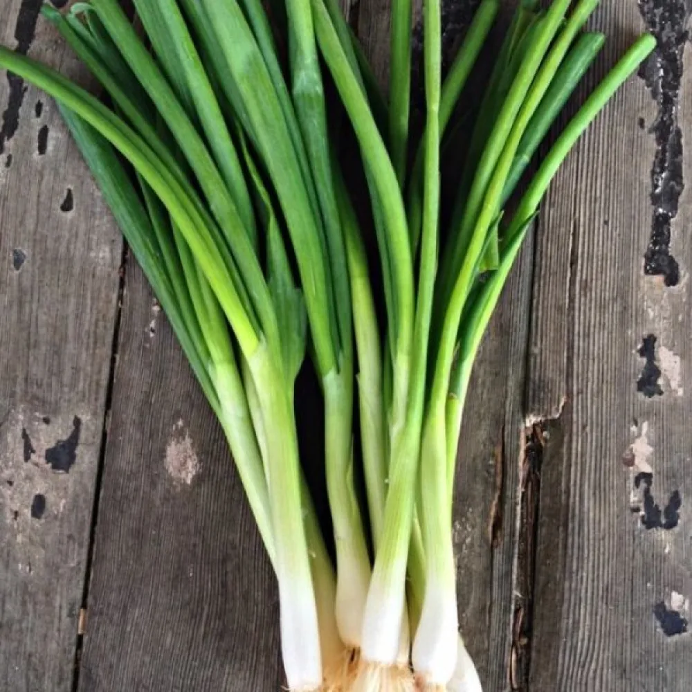 Salladslök 'Ishikura'