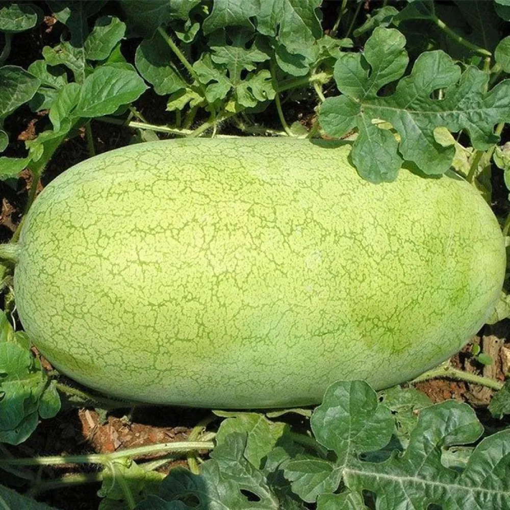 Vattenmelon 'Charleston Grey' 8–12 kg