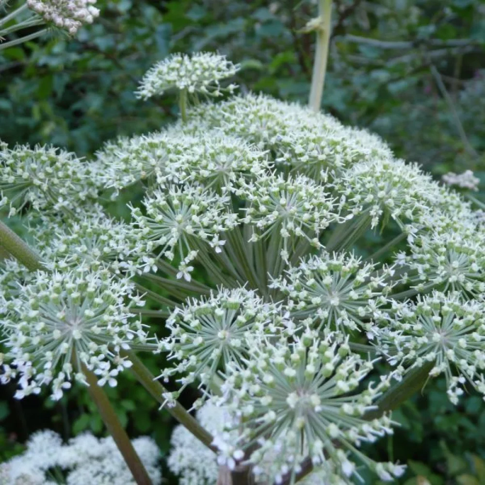 Strätta Angelica sylvestris