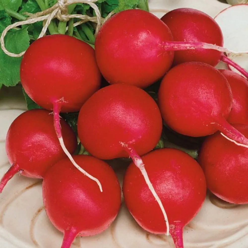 Rädisa 'Riesenbutter'