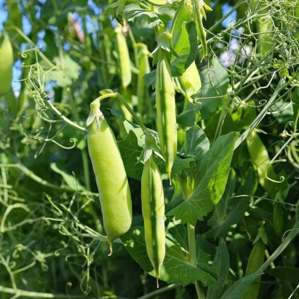 Sockerärt 'Iłówiecki'