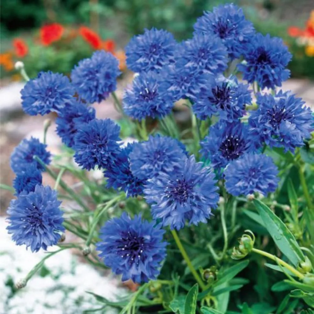 Blåklint 'Blue Diadem', blå
