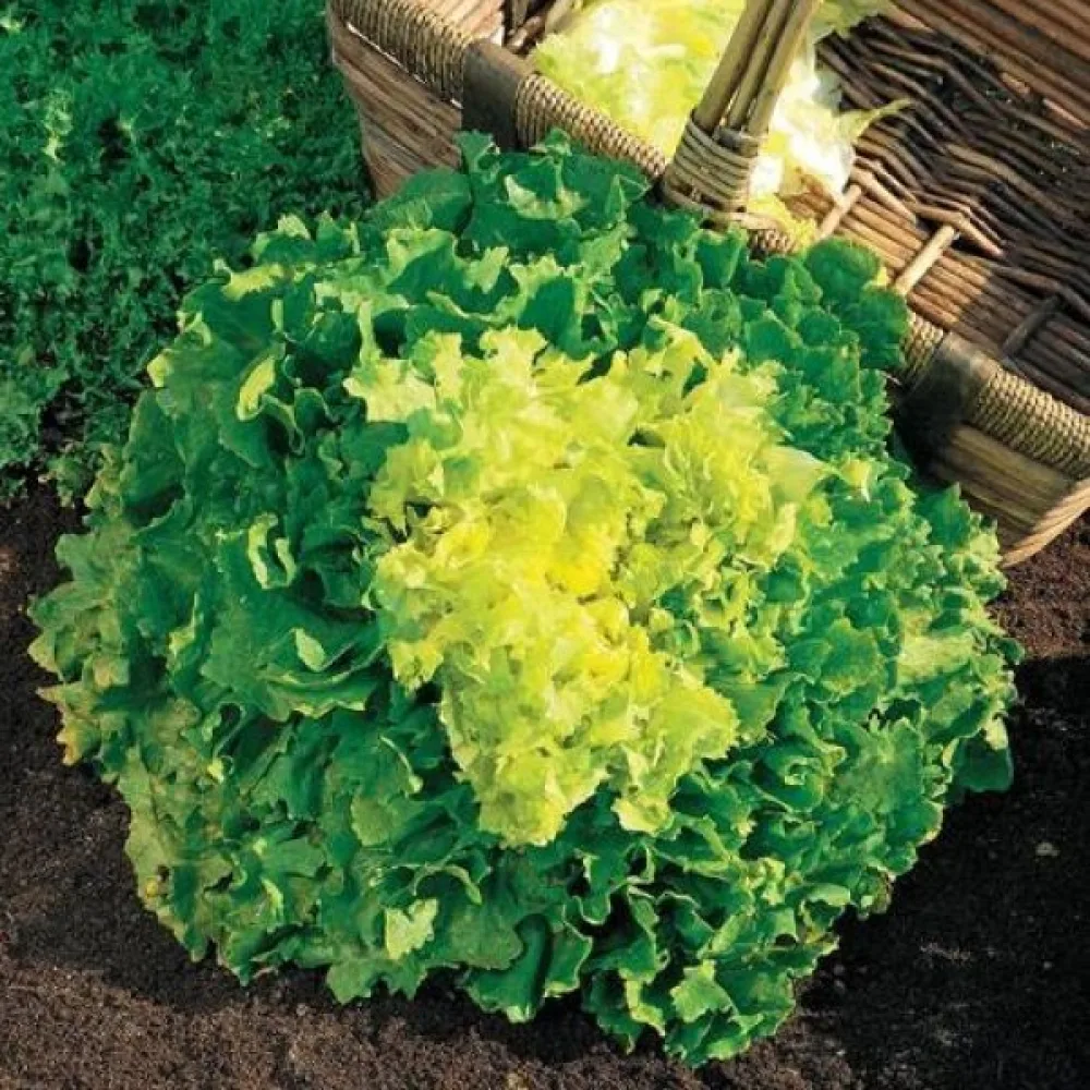 Endivia 'Geante'