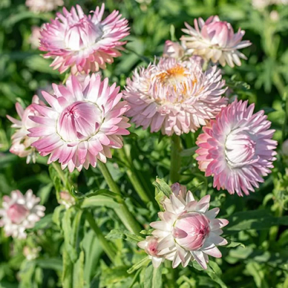 Eternell, hög, silverrosa