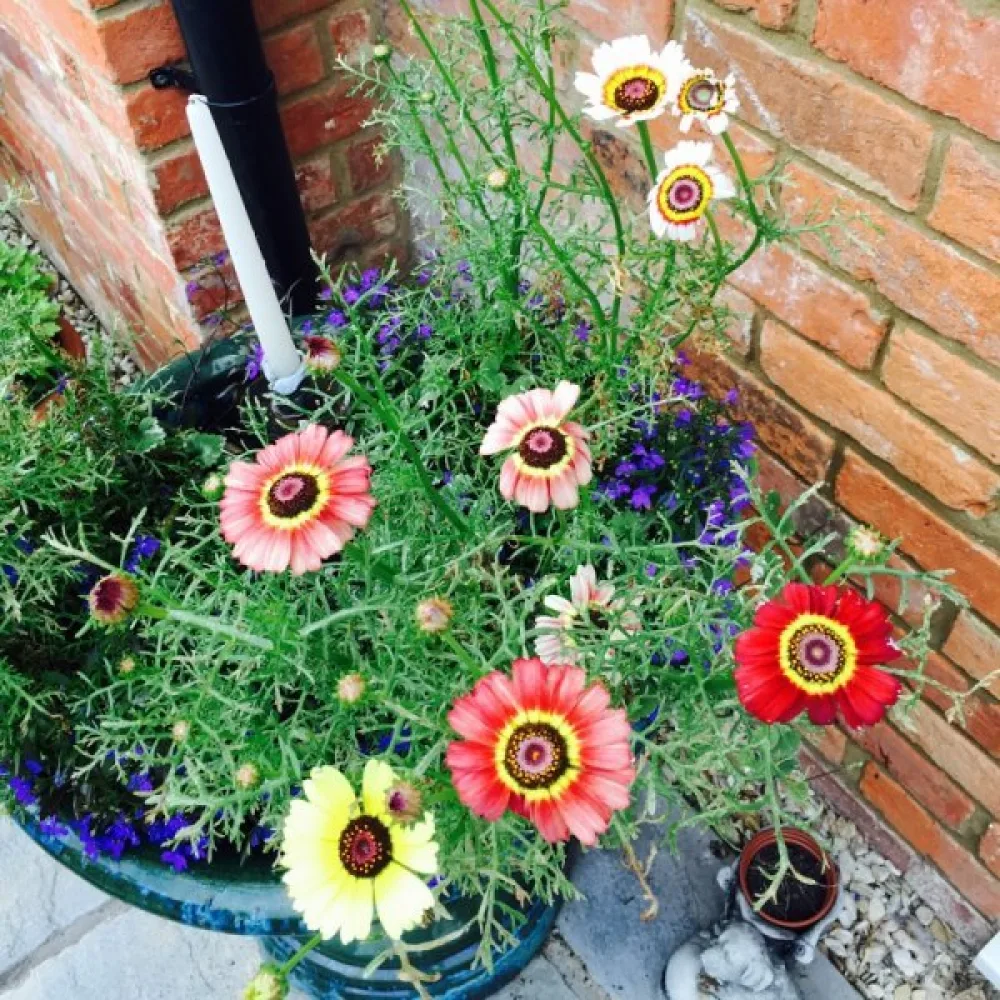 Krysantemum 'Rainbow' mix