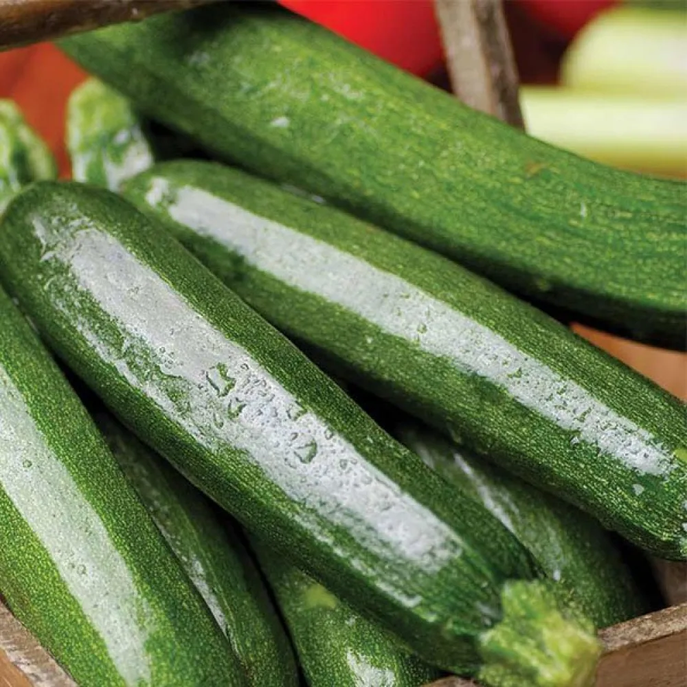 Zucchini 'Astra Polka'